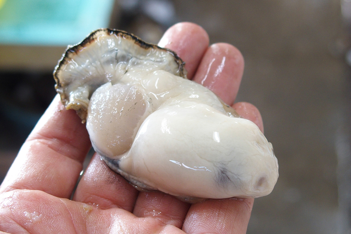 魚魯魚魯 旬の食材 牡蠣